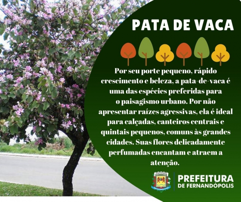 Edição 2019 do ‘Disque-Árvore’ supera os plantios de 2017 e 2018